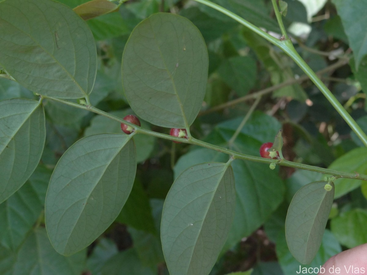 Phyllanthus vitis-idaea (Burm.f.) J.Koenig ex Roxb.